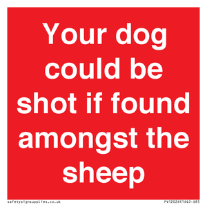 Your dog could be shot if found amongst the sheep